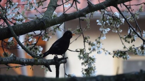 amsel, frühling, spring-5029752.jpg